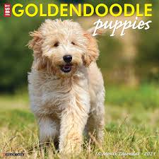 Because our mini golden doodles are highly sought after, and because we raise a limited number of litters per year, we we deliver anywhere in wisconsin to your door or meet you at a bordering state. Just Goldendoodle Puppies 2021 Wall Calendar Dog Breed Calendar Willow Creek Press 0709786056279 Amazon Com Books