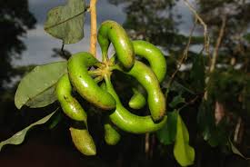 Image result for Xylopia odoratissima