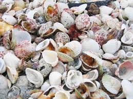 Travel and Collecting Trips — The Boston Malacological Club