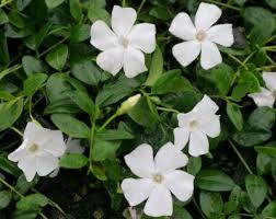 Euonymus fortunei 39 emmerald gaieti 39 fuseau de fortune margin blanc persistant croissance. Vente En Ligne De Couvre Sols Persistant A Croissance Rapide Et Peu D Entretien
