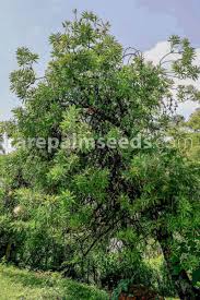 Image result for Protea gaguedi