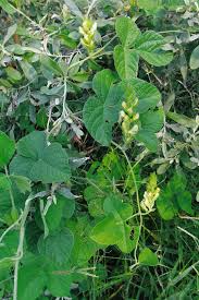 Image result for Rhynchosia tricuspidata