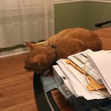 And This Dinner Guest Is On The Table Goodthinghescute Jonesy Cats Catsofinstagram Cat S Cats Of Instagram Instagram Posts