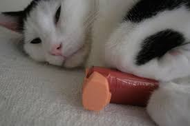 Watch this american lung association video to learn the correct way to use your diskus® asthma inhaler. How To Give A Nebulizer Treatment To An Asthmatic Cat The Conscious Cat