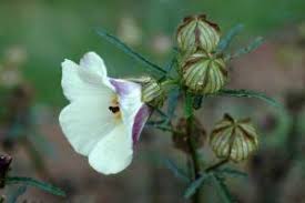 Image result for Hibiscus tridactylites