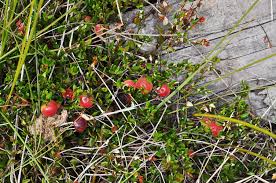 Image result for Oxygonum fruticosum