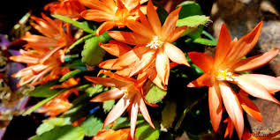 A christmas cactus is a tropical cactus, not a desert cactus. Holiday Cactus Conundrum The Peterborough Area Master Gardeners