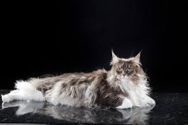 They usually hold their bodies and tails very proudly, and are usually more docile and calm around people in america, any long hair cats you see that are not persian (smushed in face, more revenly fluffy coat) are probably part maine coon. Breed Review American Longhair Cats Argos Pet Insurance