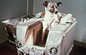 5 Animals That Helped Change History History Lists Space Dog Space Animals Soviet Space Dogs