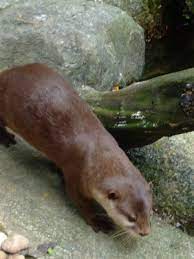 Maybe you would like to learn more about one of these? Flora Fauna Of Singapore Han Guk Mal Mulayo