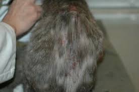 Image result for what do Cheyletiella look like in dog fur