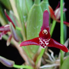 Image result for Polystachya bicarinata