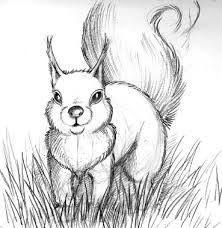 Coloriage Animaux Divers Page 6 Ecureuil Dessin Dessin Dessin Nature