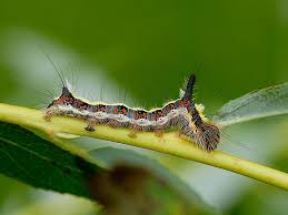 illustrated guide to british caterpillars wildlife insight