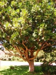 Image result for Ekebergia capensis