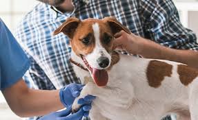 Dog diabetes however, is different. The Best Foods For Diabetic Dogs Updated 2020 Entirelypets