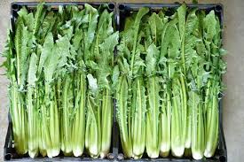 Cicoria selvatica, come riconoscerla e come usarla in cucina. Catalogna Proprieta Valori Nutrizionali Calorie Cure Naturali It