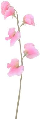 Order today with free shipping. Amazon Com Imikeya Artificial Pea Flowers Fake Silk Sweet Pea Blossom Adornment Flower Ornament Decorative Flower For Wedding Party Home Room Pink Home Kitchen