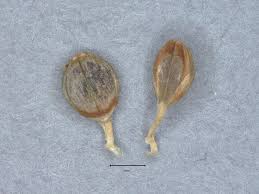 Image result for Melanospermum