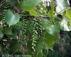 Image result for Populus deltoides