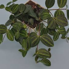 Image result for Duosperma quadrangulare