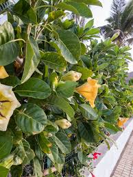 Image result for Solandra maxima