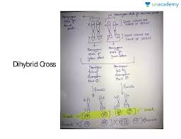 Some of the worksheets for this concept are chapter 10 dihybrid cross work, dihybrid cross work, dihybrid cross, punnett squares dihybrid crosses, , dihybrid punnett square practice, bikini. Cbse Class 12 Ncert Book Chapter 5 Question Dihybrid Cross In Hindi Offered By Unacademy