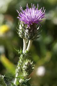 Image result for Carduus leptacanthus