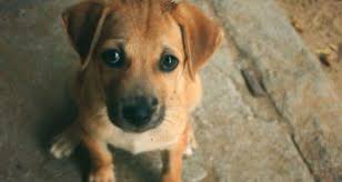 Kedinizi Acilen Veterinere Goturmeniz Gerektigini Gosteren 5 Isaret Ukala Hayvan