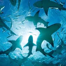Here's Why Sharks Prefer Salt Water