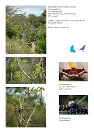 Image result for Cussonia zimmermannii