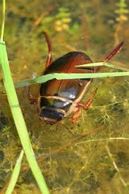 Boatman Bugs Are Back In The Coachella Valley