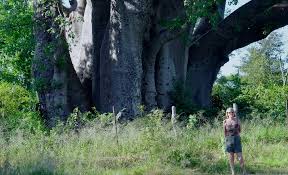 Image result for Cordia mukuensis