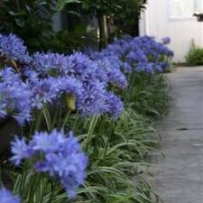 Image result for Selago coerulea