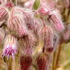 Image result for Vernonia purpurea