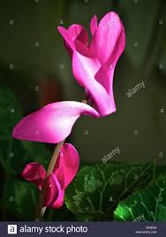 The following photos will allow you to identify brown and green flowering plants. Download 33 Plant With Pink Flowers And Green Leaves