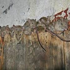 Mouse Droppings We Give The Best Tips To Overcome Mouse Droppings Getting Rid Of Mice Safe Pest Control Pests