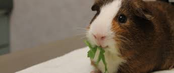 Vitamin c supplements for guinea pigs. Guinea Pigs Vitamin C Supplementation What You Should Know Mariposa Veterinary Wellness Center