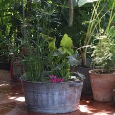 Visualizza altre idee su giardini acquatici, giardino, ninfee. Piante Acquatiche Yougardener