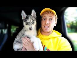 Logan Paul Bought A New Dog Logan Paul Logan Paul Vlogs Cute Cats And Dogs