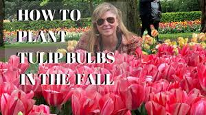 Although tulips are classified botanically as perennials, gardeners often replant them each year. Growing Tulips In The Fall How To Plant Tulip Bulbs Kelly Lehman Youtube