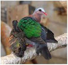 Check spelling or type a new query. Famili Asal Usul Merpati Hias Merpati Hias Fancy Pigeon