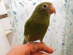 Canary wing bee bee parrot babies at tropic island bird. Bee Bee Parrot Parrots