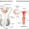 Female anatomy includes the external genitals, or the vulva, and the internal reproductive organs. 1
