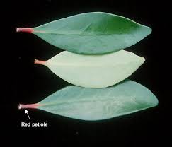 Image result for Ternstroemia polypetala