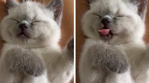 Dreams about kitten | dreams meaning and interpretation подробнее. Adorable Kitten Dreaming Of Favourite Snack Youtube