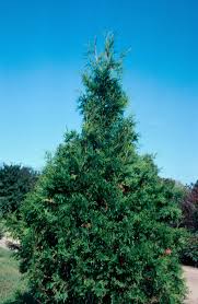 Image result for argyresthia thuiella thuja symptoms