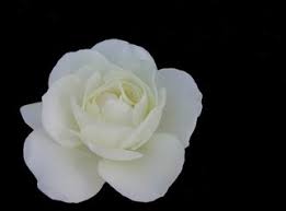 Image result for free images of roses