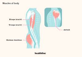 Scientific medical cells human body vector. How Many Muscles Are In The Human Body Plus A Diagram