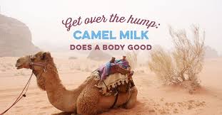 And while ncov is undoubtedly a negative for the overall growth in the economy. A Camel Is A Horse Designed By A Committee Alec Issigonis Sally Says Eat Sleep Work Read Play Draw Bark